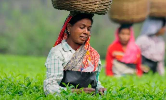 Assam tea Garden